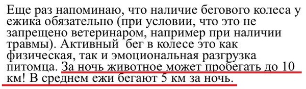 То чувство, когда ёж пробегает больше тебя - Скриншот, Ёжик, Бег, Следи за собой