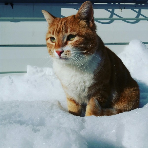 Решил поделиться с вами светлой и красивой кошечкой :) - Животные, Красота, Моё, Кот