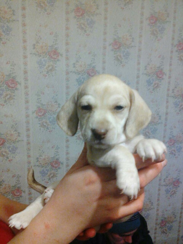 white dachshund - Dachshund, Albino, Dog