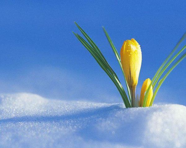 Milota - Snowdrops, Spring, Snowdrops flowers