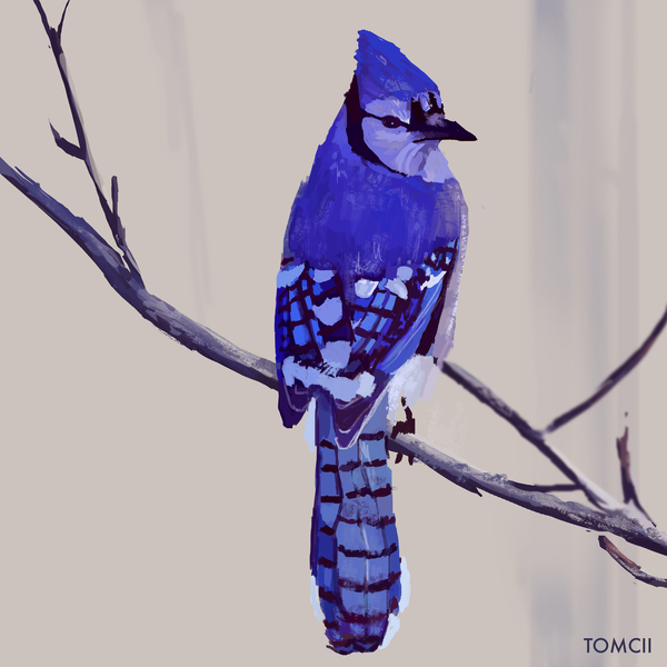 Blue jay in paint - Paint, Drawing, Jay