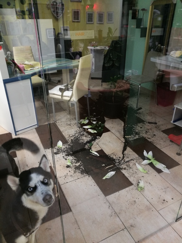 A colleague was absent for a couple of minutes ... - My, Husky, Destruction, Salon, Dog