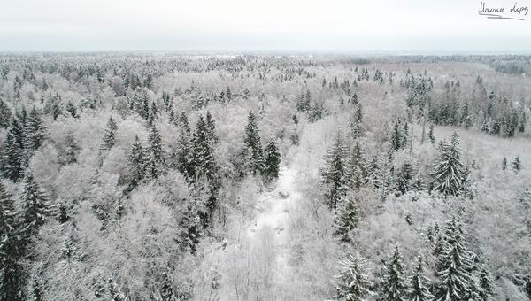 Winter forest - My, Drone, Quadcopter, Dji, Phantom 4, The photo, beauty