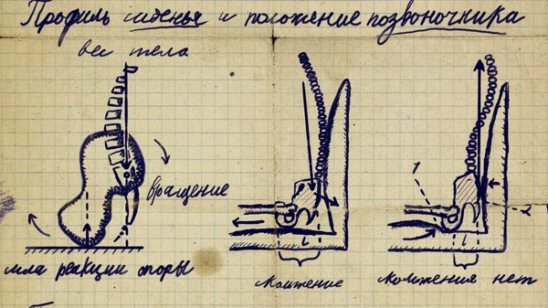 Seat profile and spine position. Lecture summary. Leningrad, 1957 - My, Biomechanics, Ergonomics, Design, Person