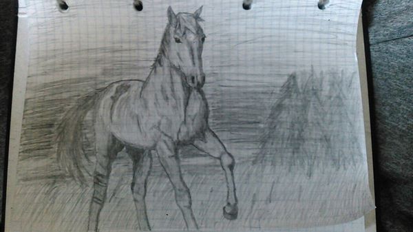 Horse , 