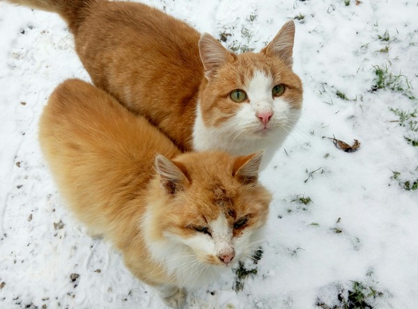 Father and son - cat, My, Redheads