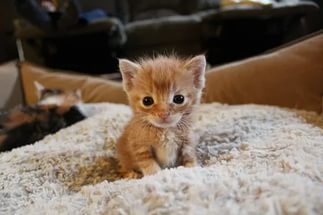 Funny story about a kitten - My, cat, Joke