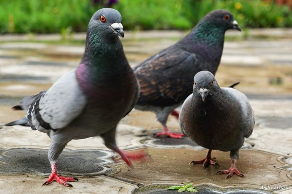 Uh, listen, I removed the camera ... - My, Pigeon, Angry Birds