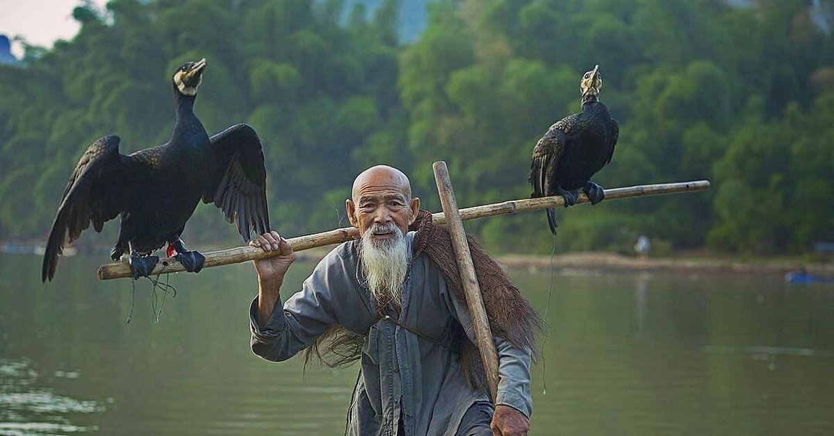 Баклан жаргон. Рыбалка с бакланами. Рыбалка с бакланами в Китае. Птица рыболов. Ловля рыбы с бакланами в Китае.