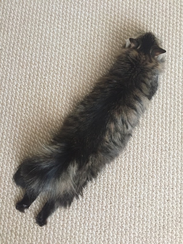 ��� �������� �������� �������.