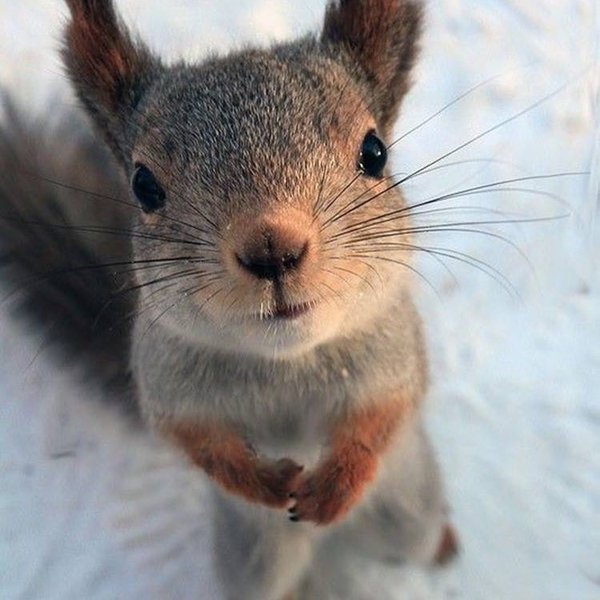 Squirrel from Gorky Park - Squirrel, Gorky Park, Kazan