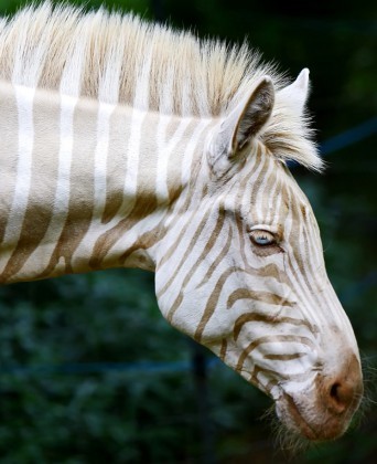 Albino - zebra, Albino, beauty, Rabitz, Beard