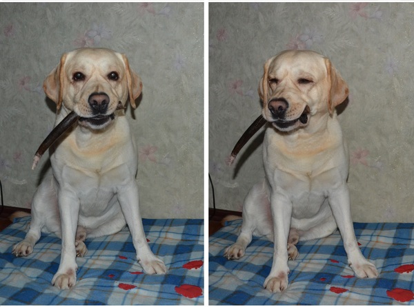 Dog and antler - My, Labrador, Dog, , Animals, , Pets, Deer, Deer