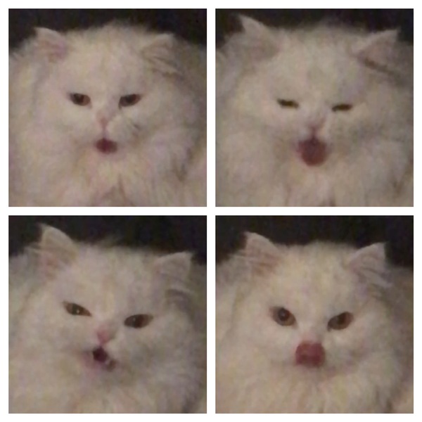 That moment when your cat has some facial problems. - My, cat, Facial expressions, Muzzle, What has become of us, Adhd