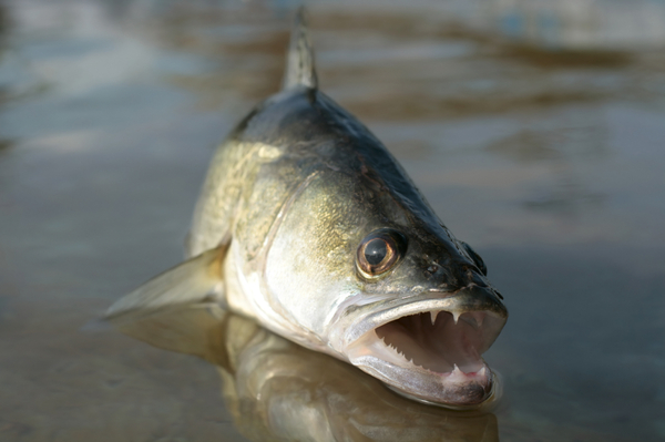 Zander! - My, Fishing, Russia, Nature, Fish perch, A fish