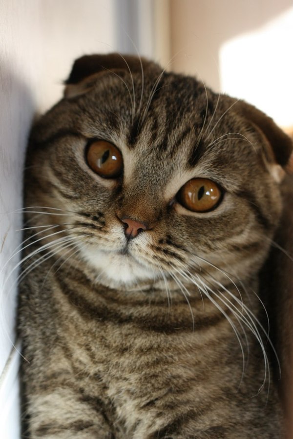 Scottish fold, color - black spotted - My, , Box and cat, Seals are drugs, Scottish Straight, Scottish lop-eared, Milota, cat