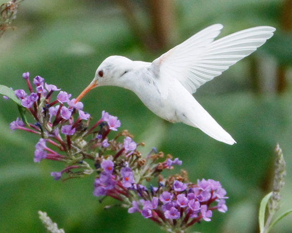 albino hummingbird - Hummingbird, Albino, Birds