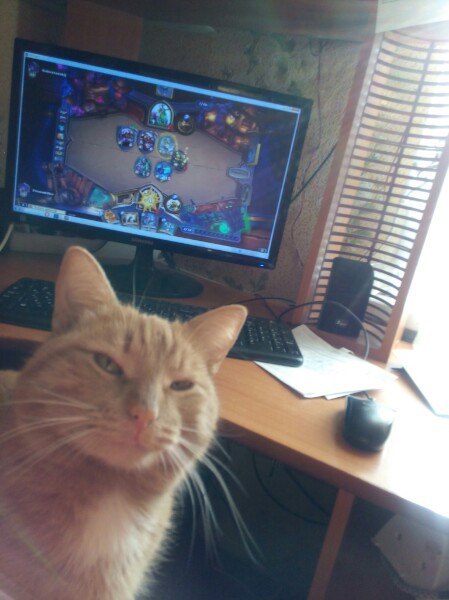 When the cat is unhappy with your game - My, cat, Redheads, Hearthstone