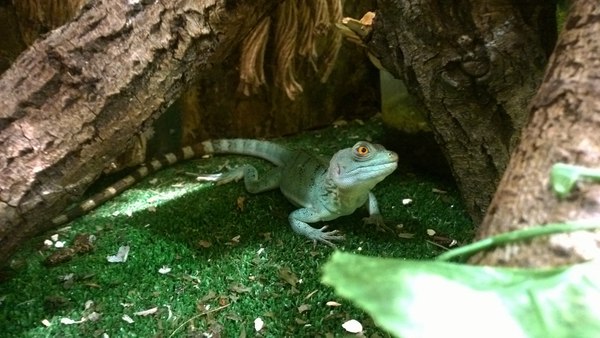 What are you looking at? - My, Lizard, Basilisk, Cricket, GIF