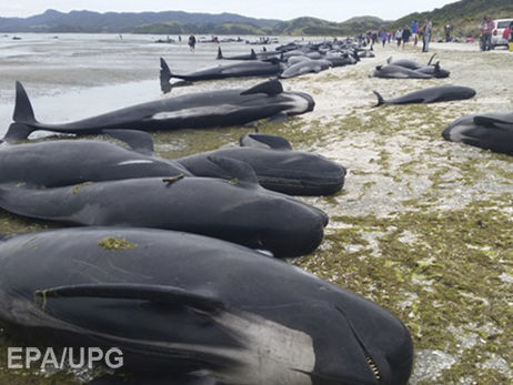 New Zealand beach closed due to exploding dolphins - Dolphin, New Zealand, Thrown out, Shore