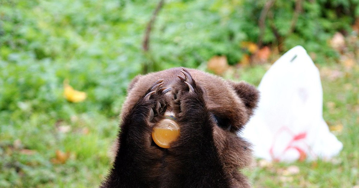 Медведя пчела мед. Медведь ест мед. Медведь с медом. Медведь и пчелы. Медвежонок ест.
