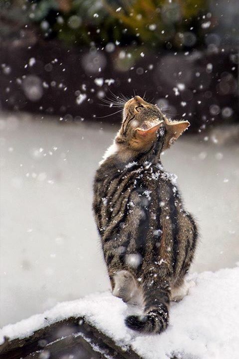 Snow day. - cat, Animals, Milota