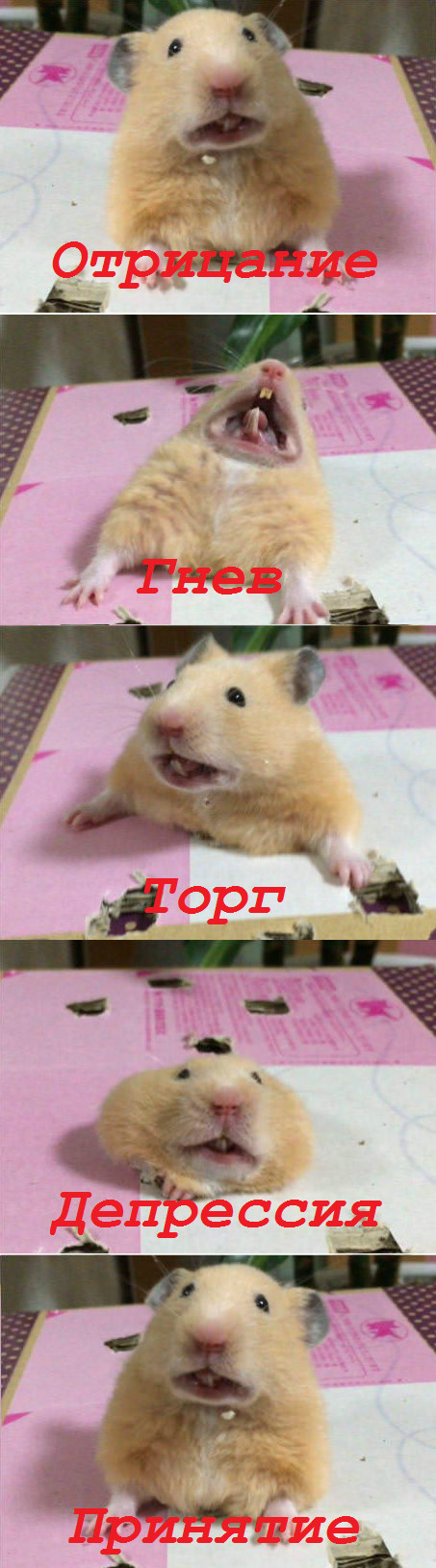 ���� ������ ��������