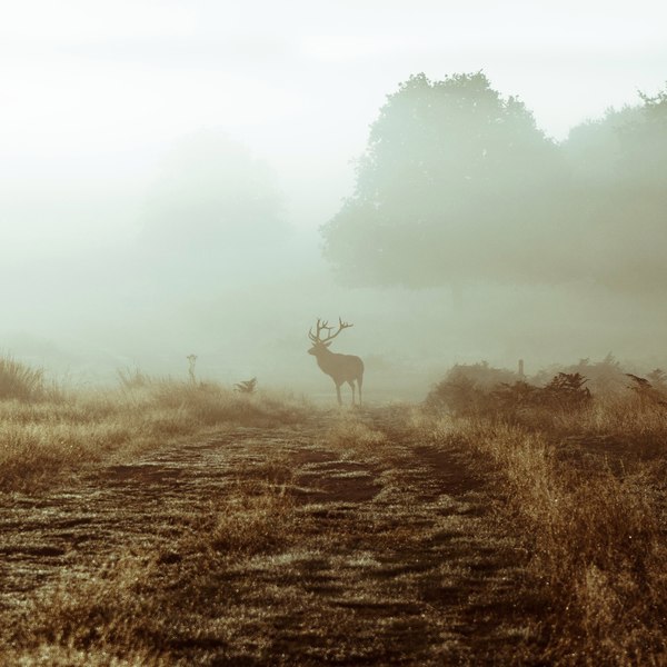 Early morning - Deer, Morning, Nature, Horns, Deer