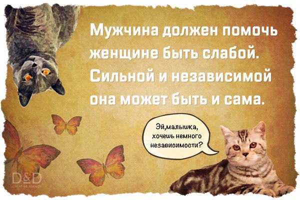 Well, happy day of the strong and independent - , Whiners, The 14th of February, cat, 