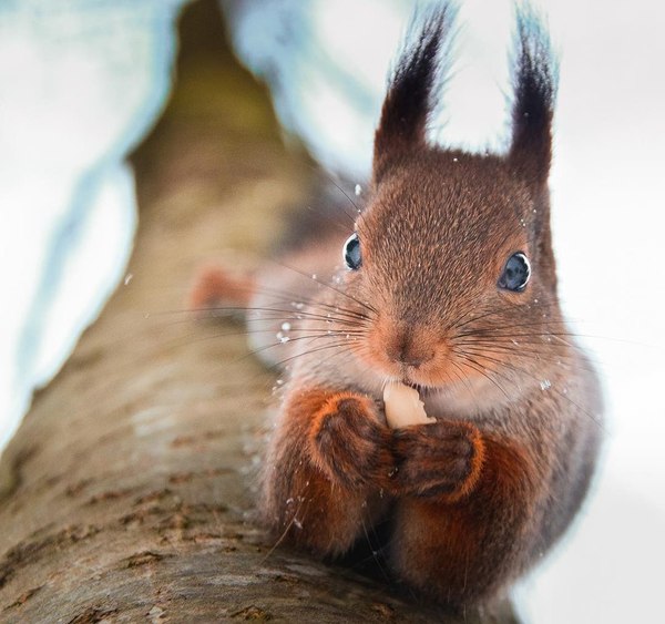 Фотомодель