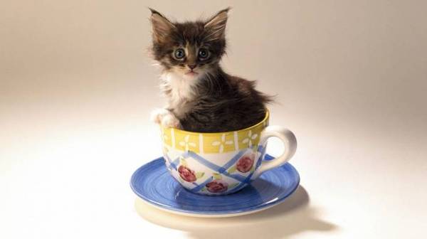 Kittens in cups - My, , cat, Sad humor