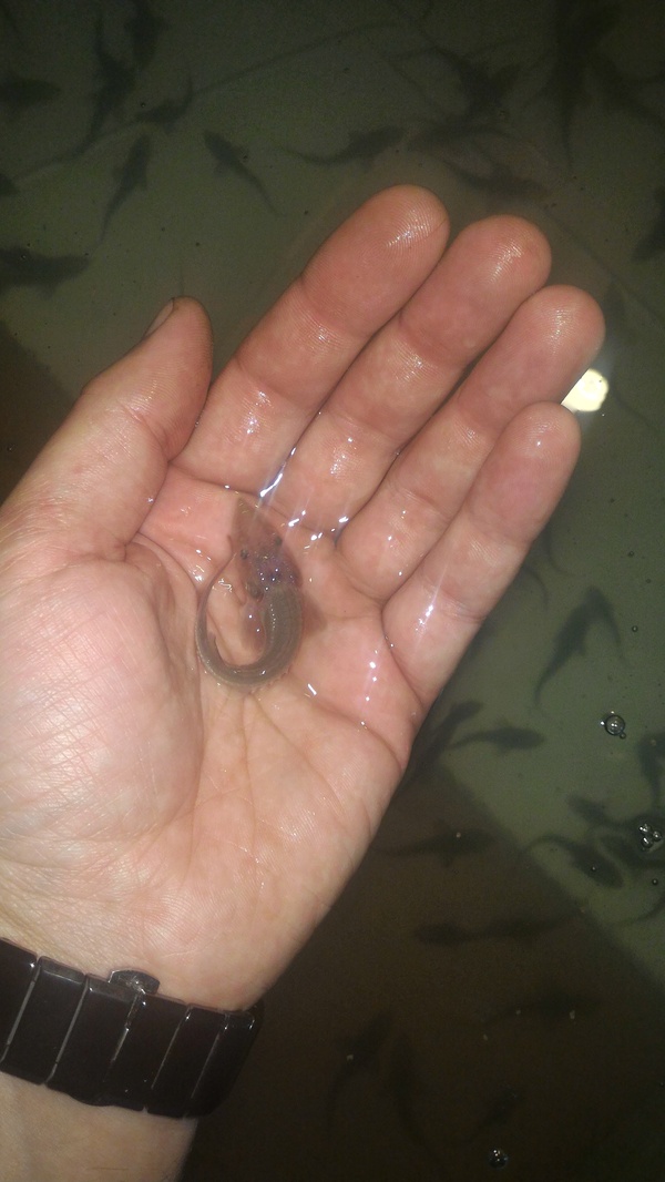 Malek sturgeon 1g about a month from the moment of hatching from caviar - Sturgeon, , Sturgeon, Sturgeon, , Sturgeon farms, Breeding