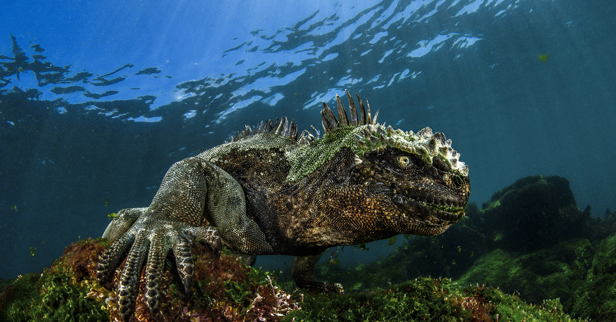 Динозавр жил в воде. Галапагосские острова игуаны. Морская игуана Годзилла. Морская игуана на Галапагосах. Галапагосские водные игуаны.