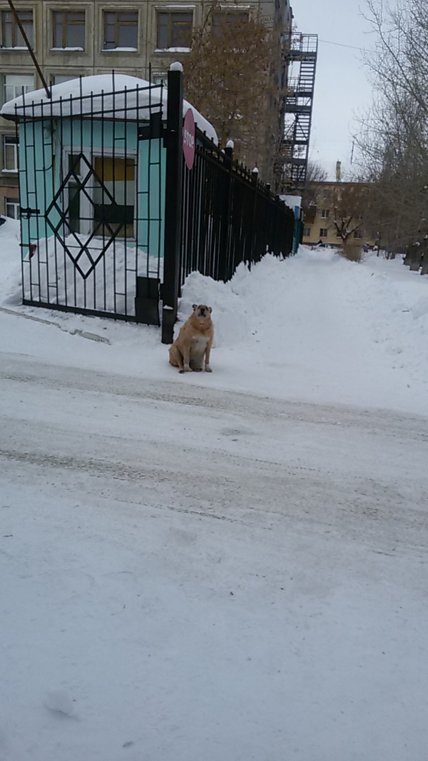 waiting dog - My, Zhdun, Dog, Magnitogorsk