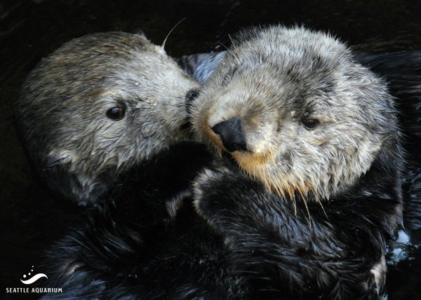 Hugs - Otter, Otters, Milota, Animals, Sea otter