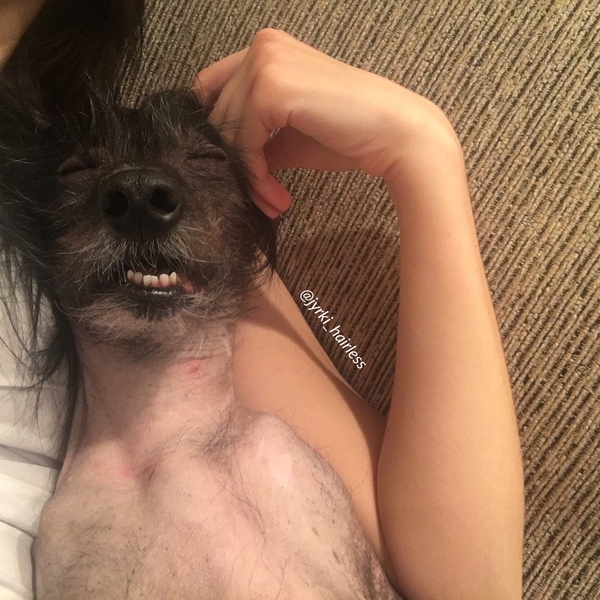 Dog, you're drunk. Go home. - My, Dog, Drunk, The photo, Humor, Chinese Crested