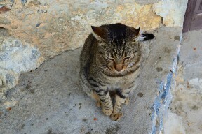 Greek cats - My, Greece, cat, The island of Crete