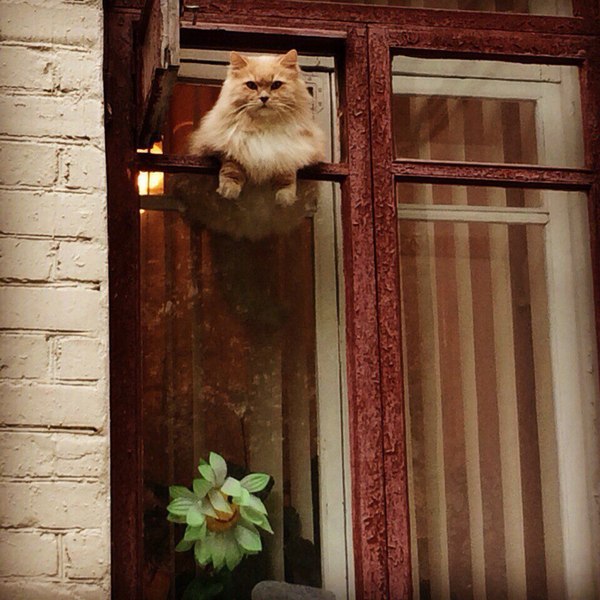 good day - cat, Milota, Animals, Window leaf, Window