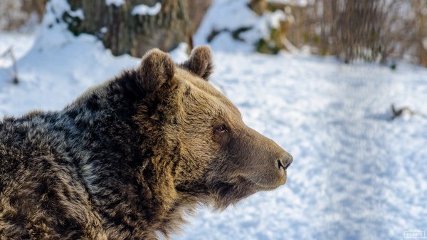 Teddy bear from a reserve in Romania - My, Romania, Animals, The Bears, Winter, Reserves and sanctuaries