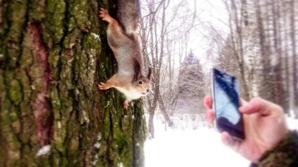 When a squirrel really wants to Instagram) - My, Winter, Squirrel, Animals, The photo, Instagram