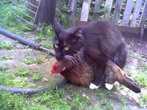 What has the animal world come to... - cat, Hen, The photo