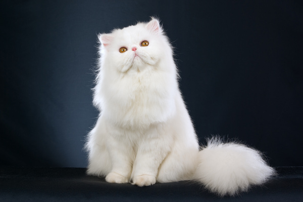 10 самых красивых пород кошек в мире1 Топ кошек, Кот, Самые красивые кошки, Самые необычные кошки, Длиннопост
