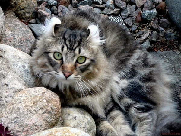 10 самых красивых пород кошек в мире1 Топ кошек, Кот, Самые красивые кошки, Самые необычные кошки, Длиннопост