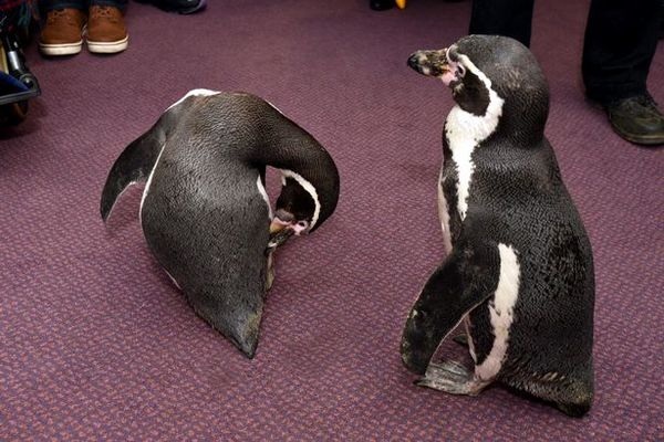 Elderly Britons delighted with meeting with penguins - Longpost, The patients, Dementia, Penguins
