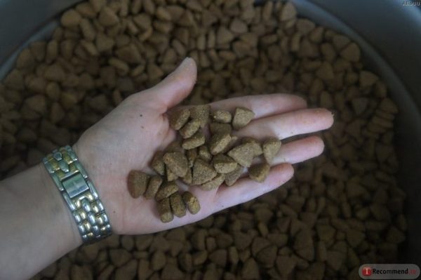 ���� ��� �����