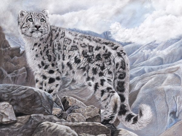 snow leopard - My, My, Pastel, Drawing, Snow Leopard, Animals