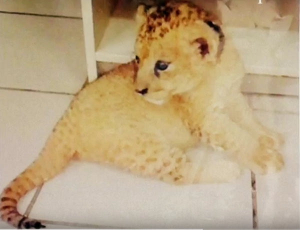 Lion cub was drugged for money - My, Animals, , Life stories, Flailing, a lion, Lioness, Story, Story