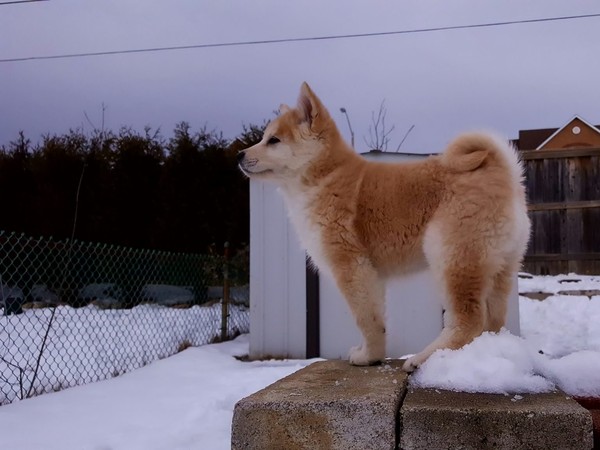 Someday I'll explore the whole world! - Dog, Dreamer, The photo