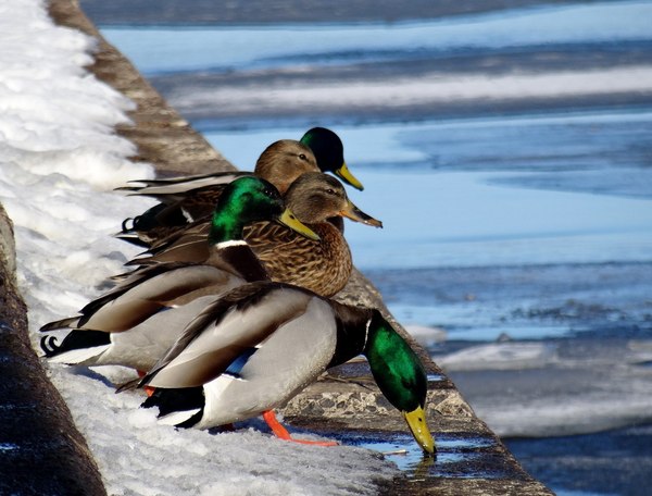 Ducks are waiting for spring - Winter, Duck, Zhdun, Spring, My