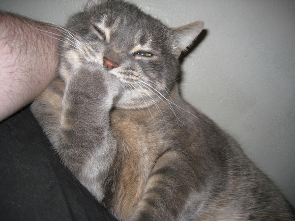 Когда кот снова насмехается над тобой